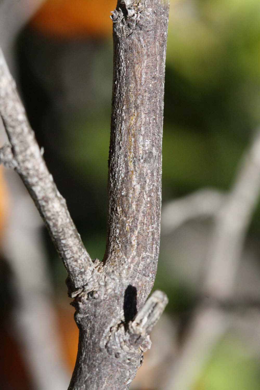              Second - third year twig (Laranja Cravo, Riverside,   CA)       